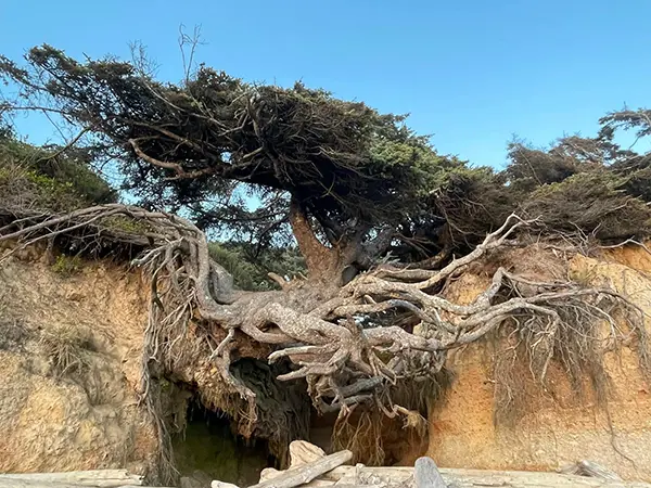 Tree of Life and its symbolism