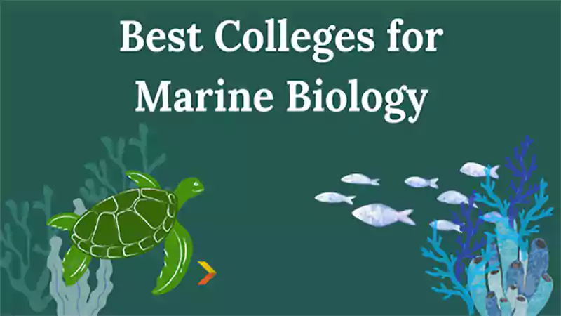 d-Marine Biology Colleges