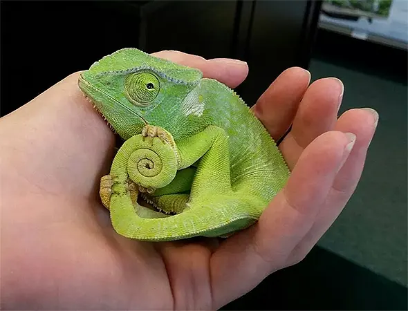 Chameleon