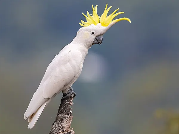 Cockatoo