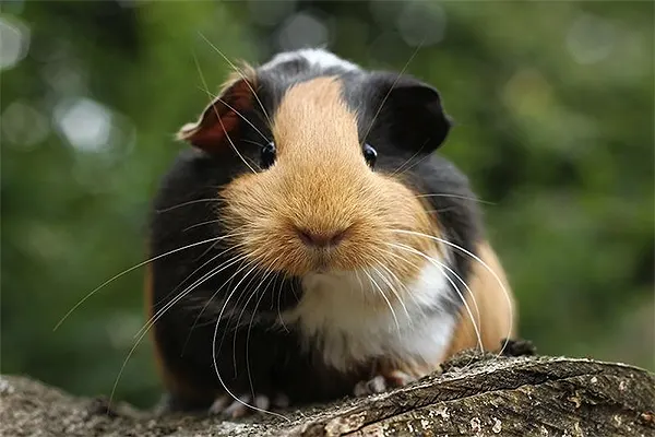 Guinea Pig