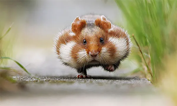 Hamster