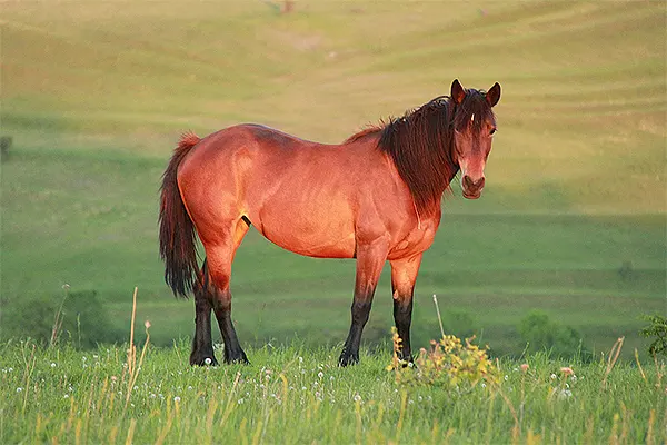 Horse