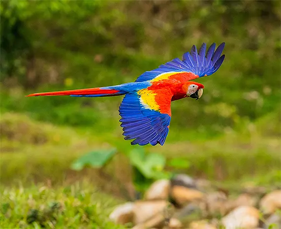 Macaw