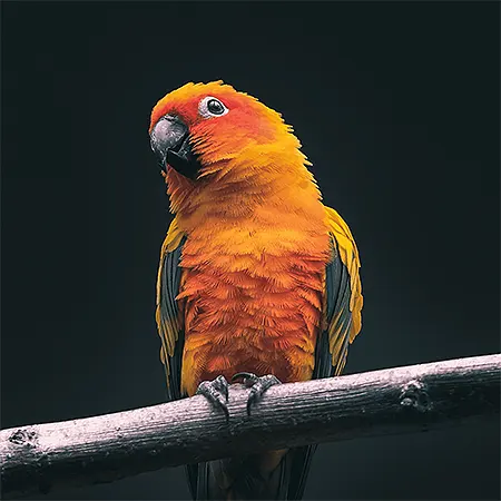 Parrot