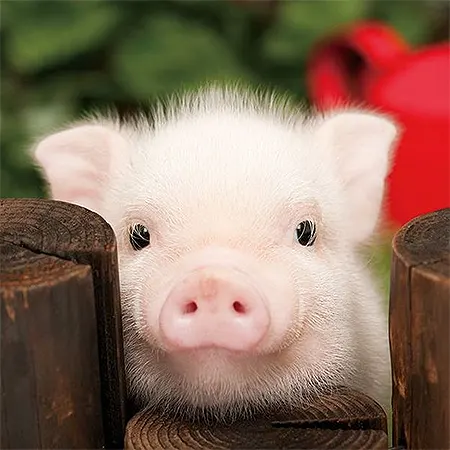 Pig