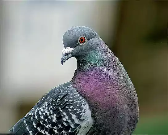 Pigeon