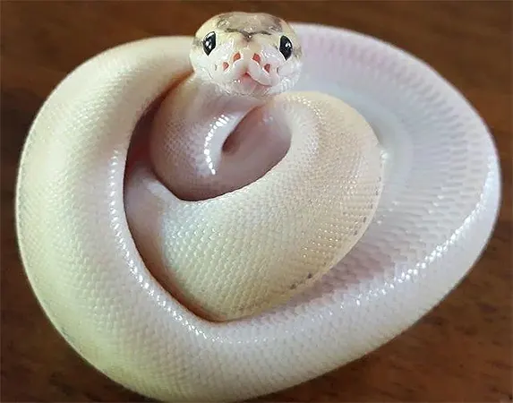 Snake