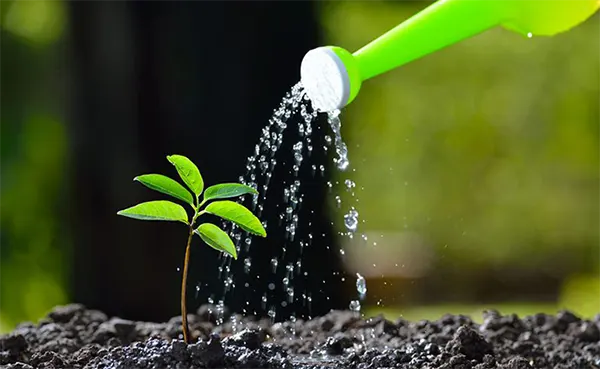 Watering plants